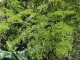View full-size image genus Ferula
