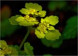 View full-size image Chrysosplenium alternifolium