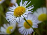 Смотреть изображение Erigeron annuus