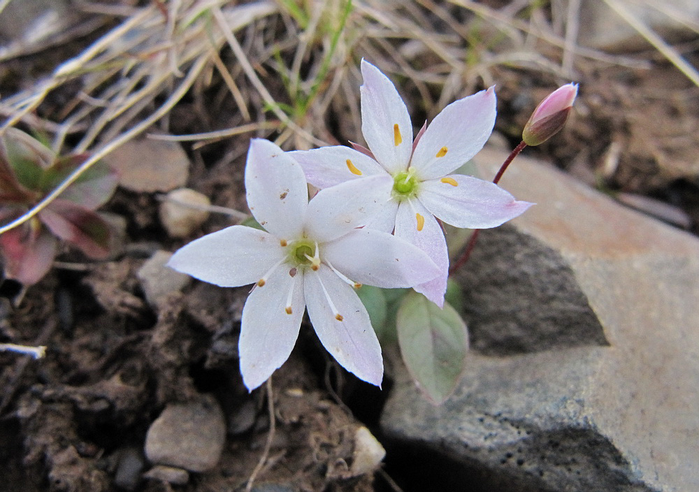 Изображение особи Trientalis europaea.