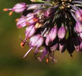 Смотреть изображение Allium komarovianum