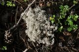View full-size image Cladonia rangiferina