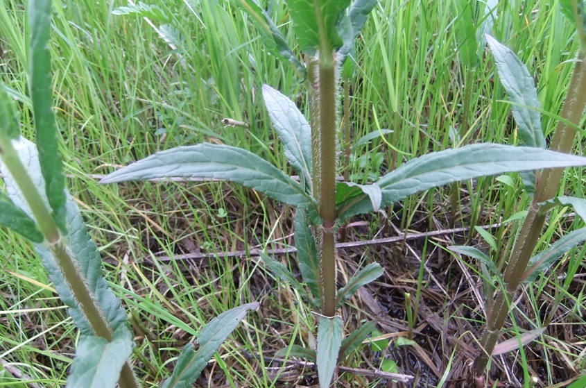 Image of Stachys palustris specimen.