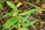 View full-size image Hieracium umbellatum