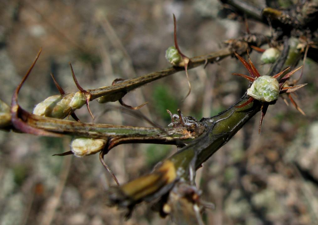 Image of genus Caragana specimen.