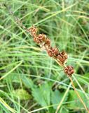 Gladiolus imbricatus