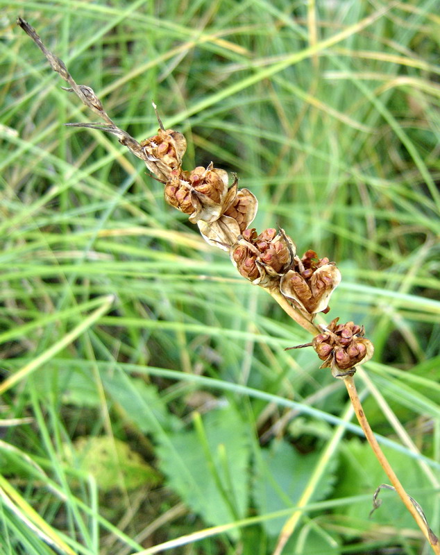 Изображение особи Gladiolus imbricatus.