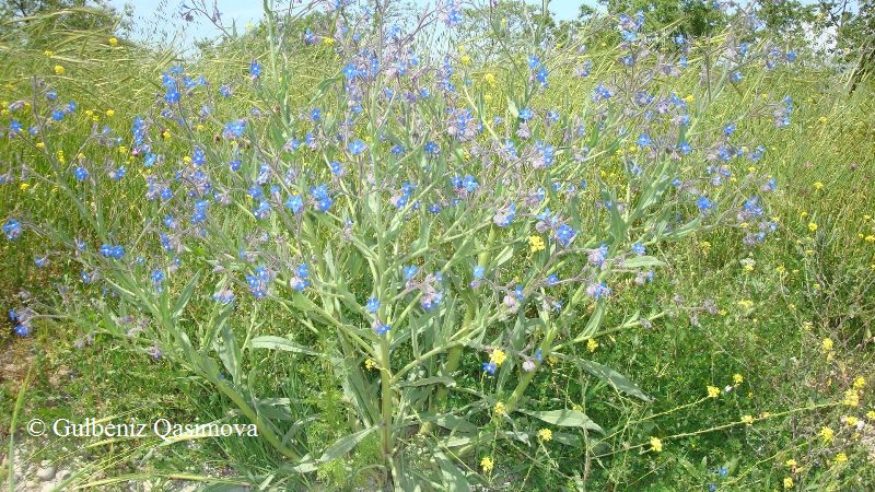 Изображение особи Anchusa azurea.