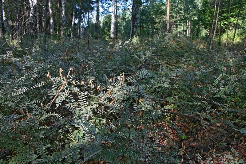 Image of Vicia cassubica specimen.