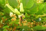 Tilia begoniifolia. Соцветие с кормящейся пчелой. Черноморское побережье Кавказа, г. Новороссийск, в культуре. 11 июня 2008 г.