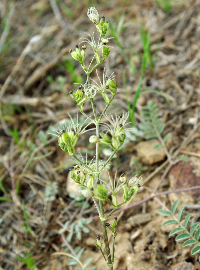 Image of Valeriana chionophila specimen.