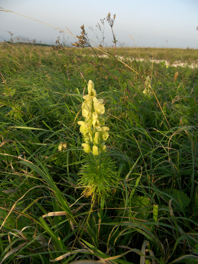 Image of Aconitum confertiflorum specimen.