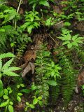 Polystichum aculeatum. Ювенильное растение в начале вегетационного периода - видны перезимовавшие прошлогодние вайи и разворачивающиеся вайи текущего сезона. Украина, Закарпатская обл., Раховский р-н, широколиственный лес с преобладанием бука. 3 мая 2008 г.