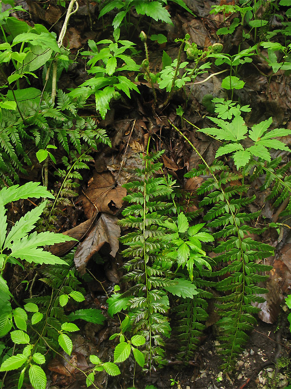 Image of Polystichum aculeatum specimen.