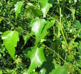 Betula pendula