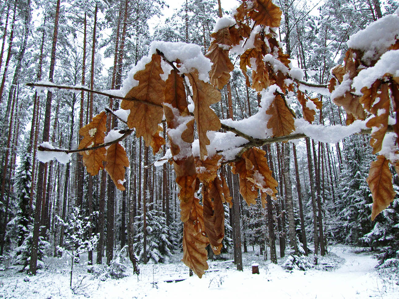 Image of Quercus robur specimen.