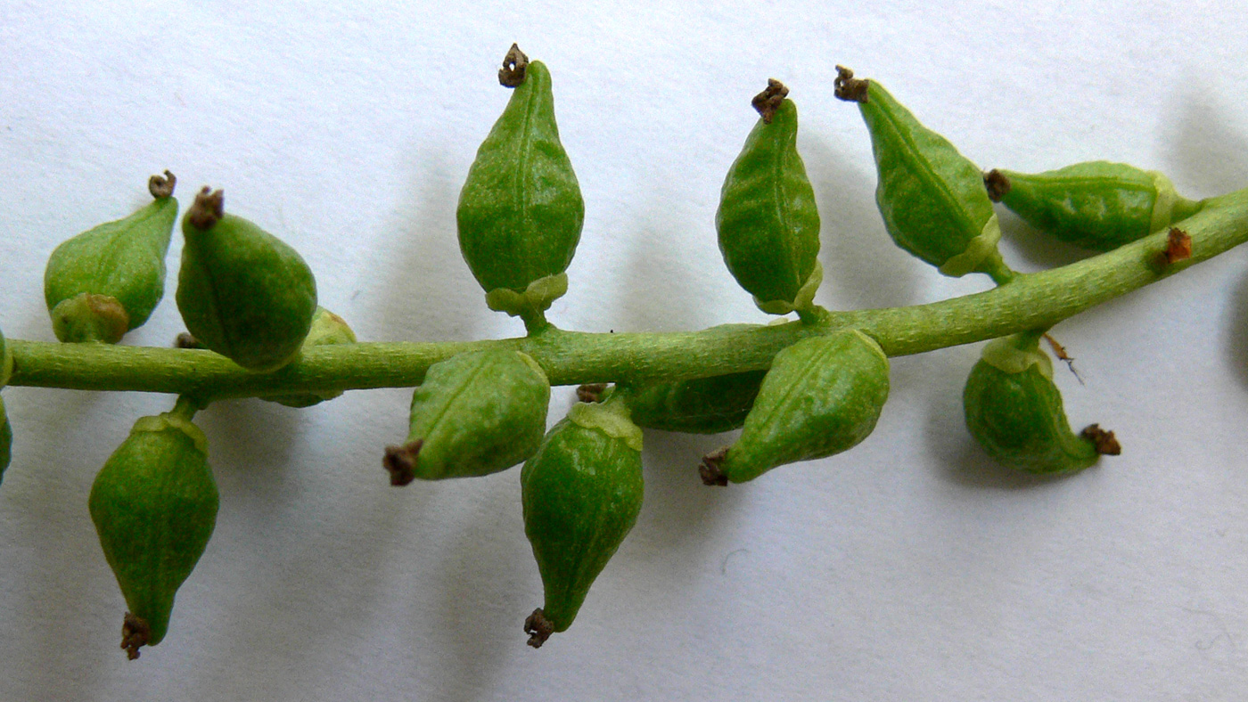 Image of Populus &times; sibirica specimen.