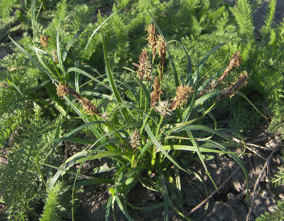 Image of Carex hirta specimen.