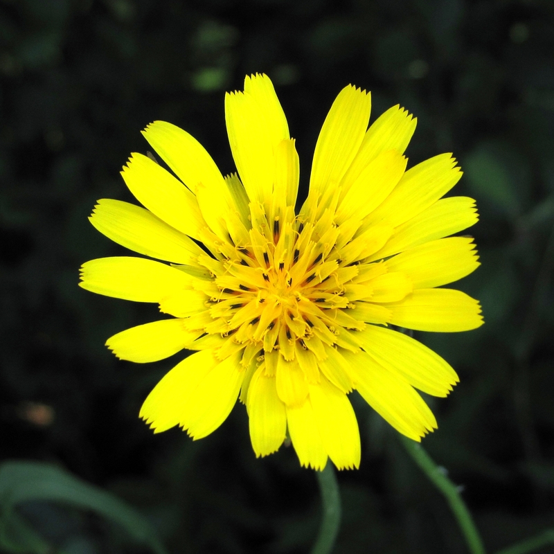 Изображение особи Tragopogon pratensis.