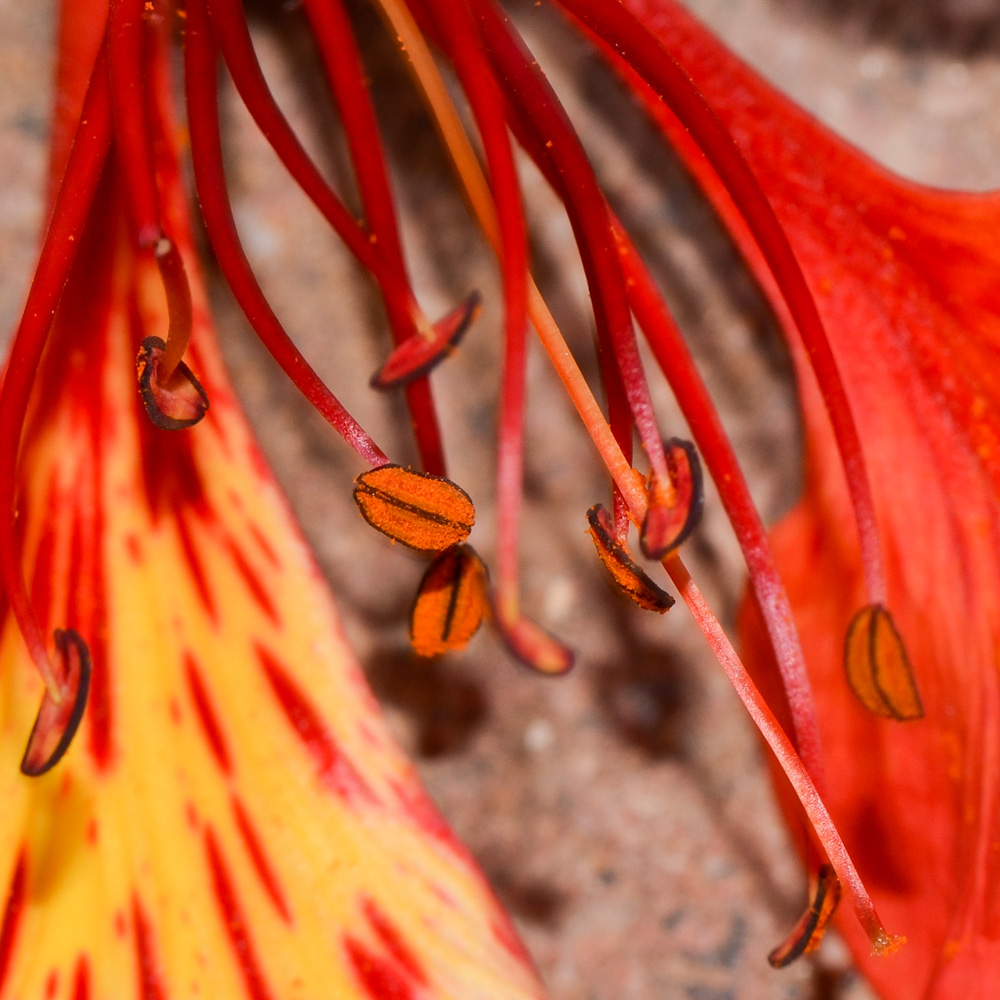 Image of Delonix regia specimen.