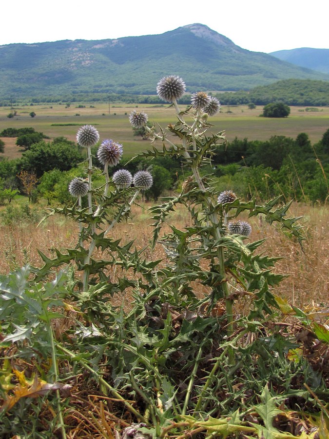 Изображение особи Echinops sphaerocephalus.