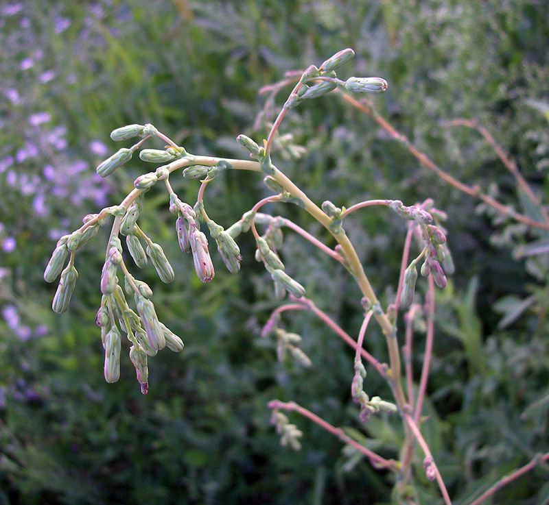 Image of Lactuca serriola specimen.