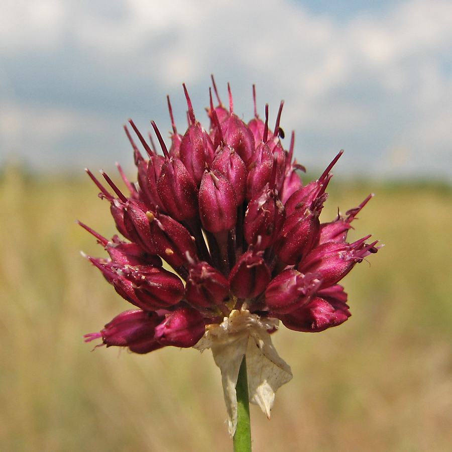 Image of Allium sphaerocephalon specimen.