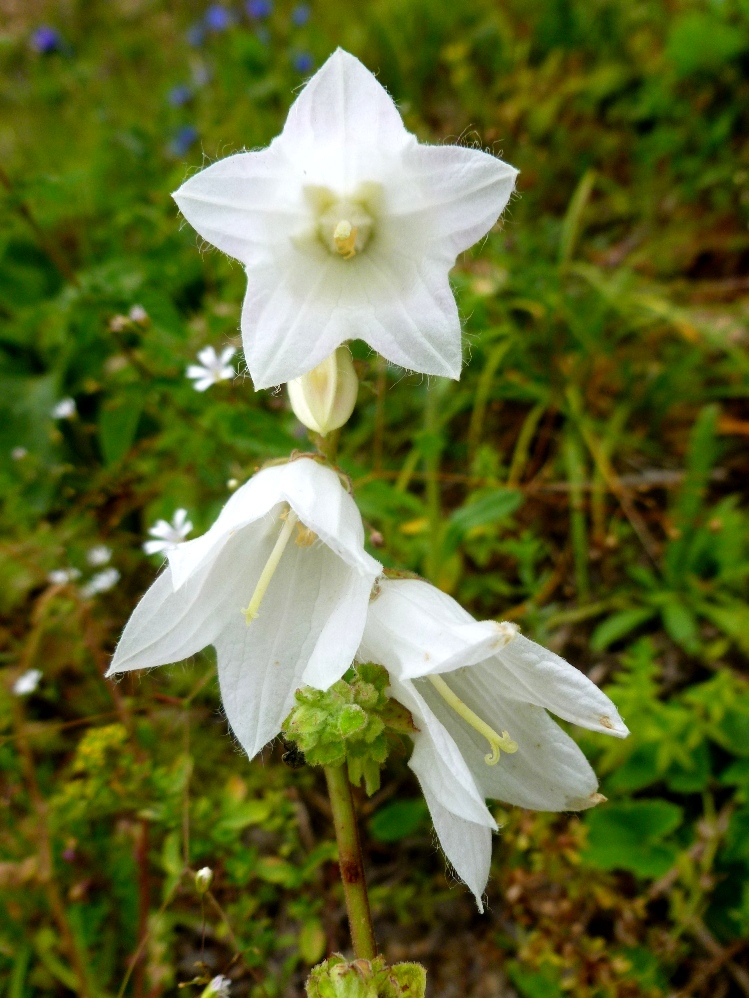 Image of Campanula alliariifolia specimen.