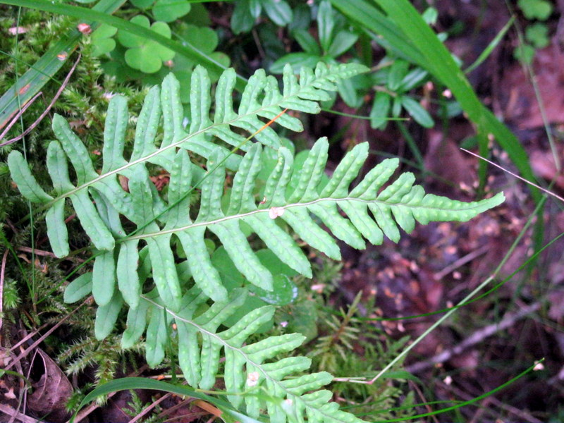 Image of Polypodium vulgare specimen.