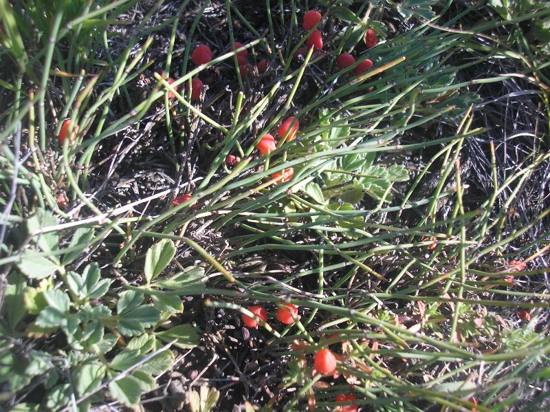 Изображение особи Ephedra monosperma.