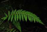 Polystichum aculeatum. Вайя. Абхазия, Гудаутский р-н, Мюссерский лесной массив. 14.06.2012.