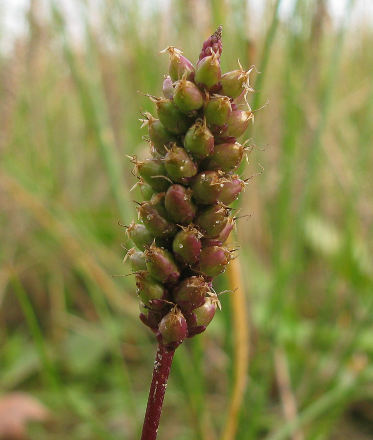 Image of Plantago uliginosa specimen.