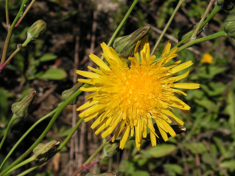 Image of Sonchus arvensis ssp. uliginosus specimen.