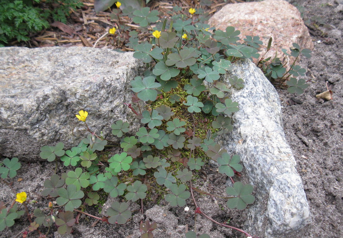 Изображение особи Oxalis corniculata.