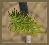 Salix acutifolia. Поперечный разрез женского соцветия. Чувашия, окрестности г. Шумерля, Песчаная дорога на Водозабор. 1 мая 2009 г.