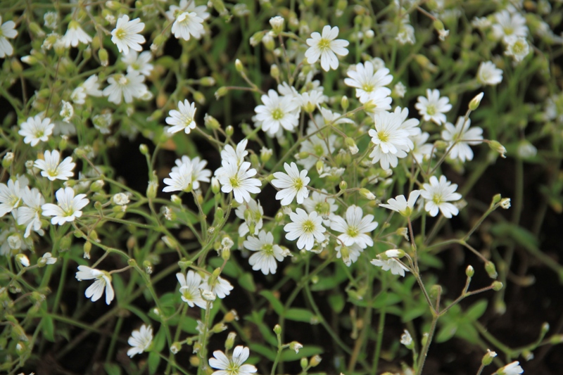 Image of genus Cerastium specimen.