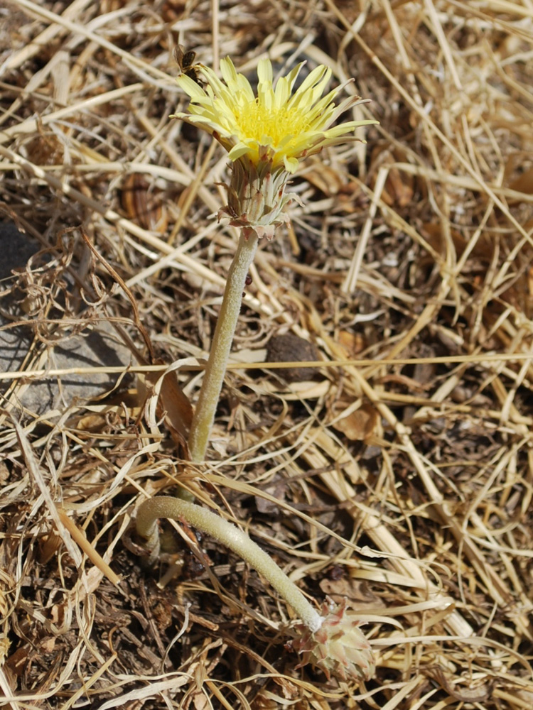 Image of Taraxacum turcomanicum specimen.