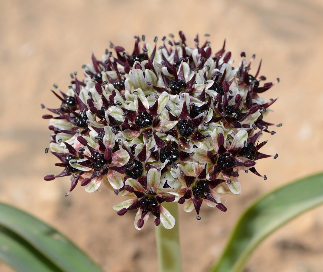 Image of Allium rothii specimen.