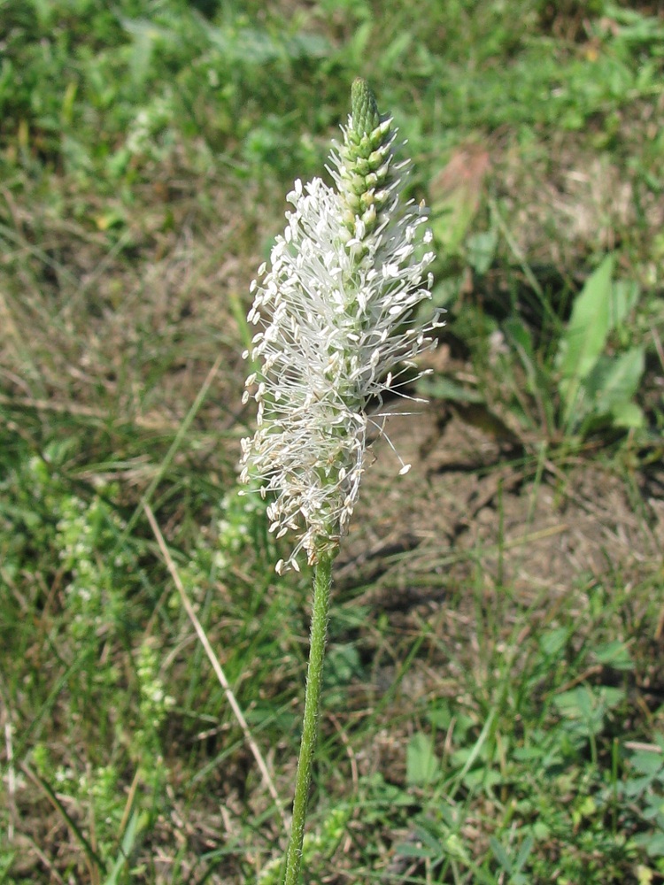 Image of Plantago media specimen.