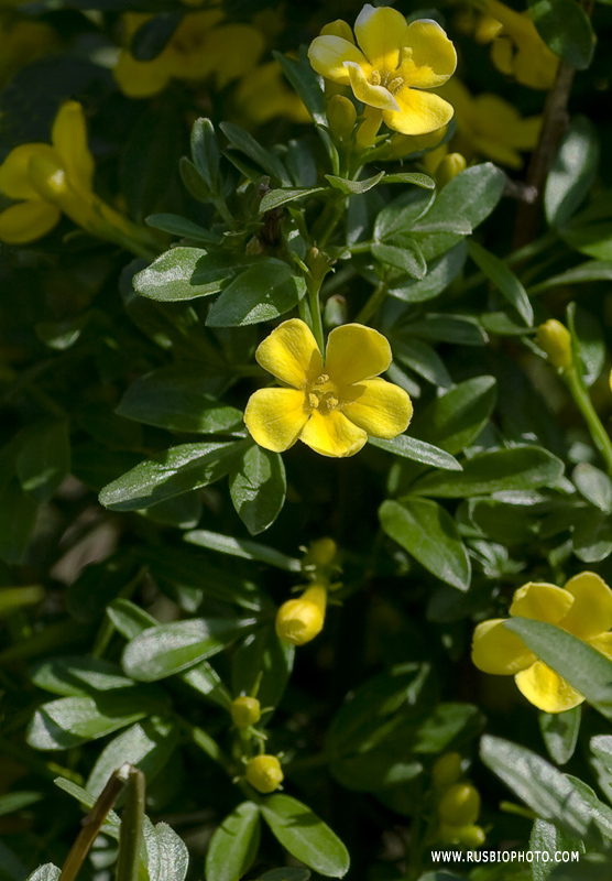 Image of Jasminum fruticans specimen.