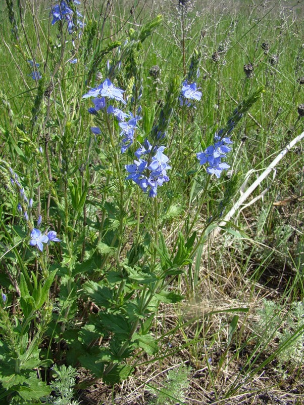 Изображение особи Veronica teucrium.