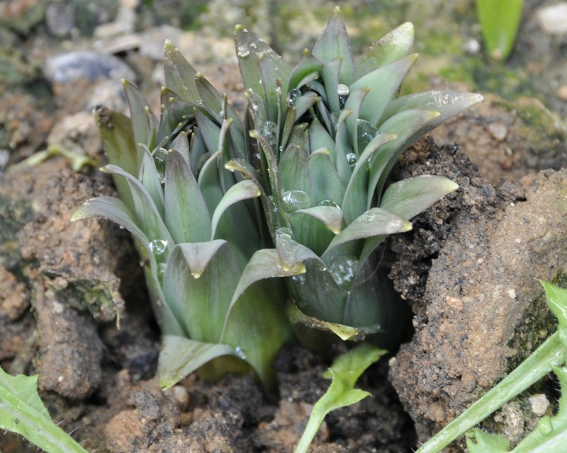 Image of Fritillaria persica specimen.