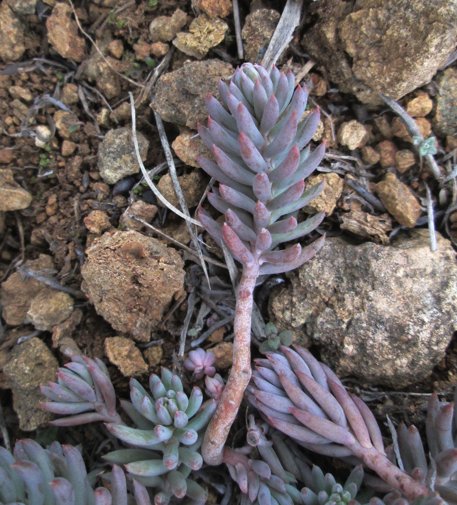 Image of Sedum reflexum specimen.