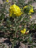 Medicago falcata