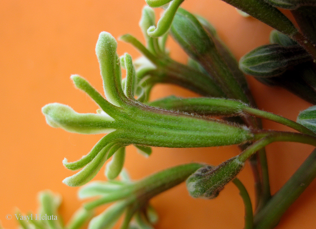 Изображение особи Gymnocladus dioicus.