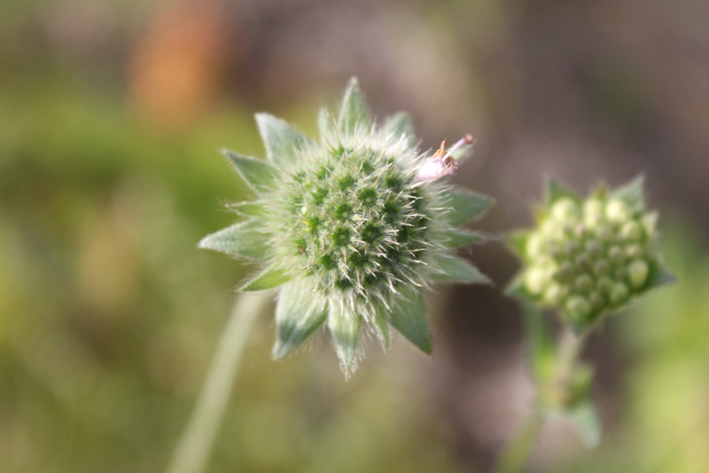 Image of Knautia arvensis specimen.