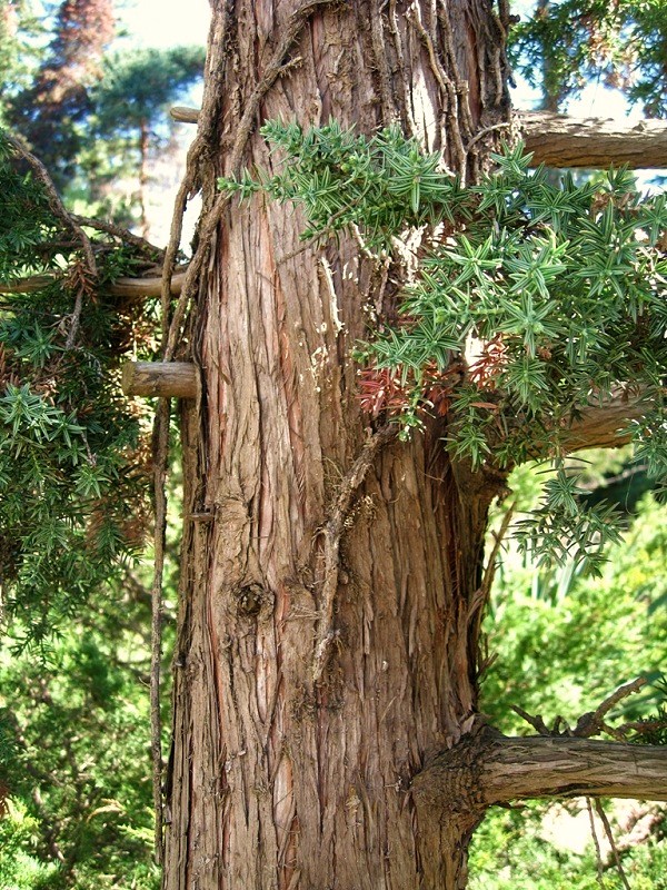 Изображение особи Juniperus drupacea.