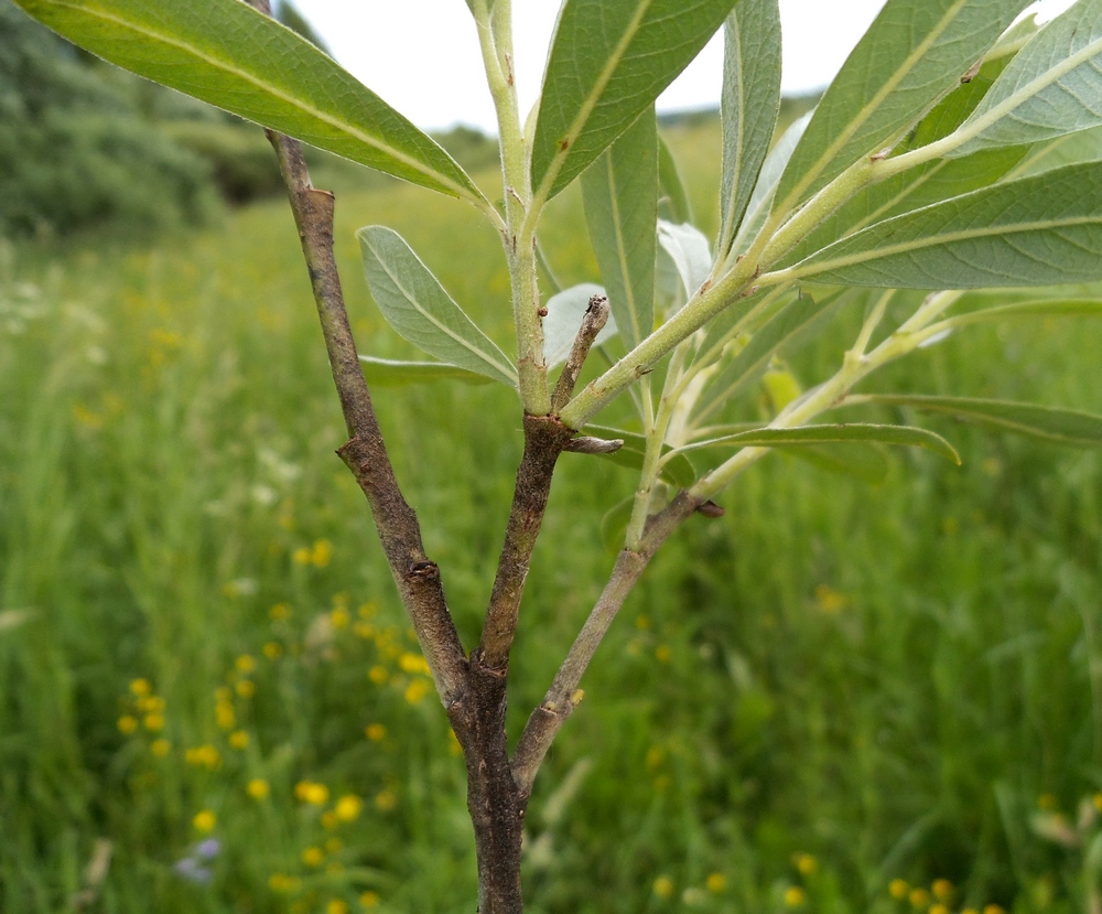 Image of Salix gmelinii specimen.