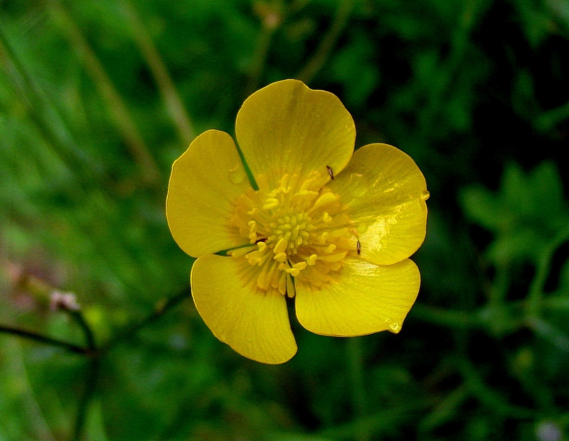 Image of Ranunculus polyanthemos specimen.