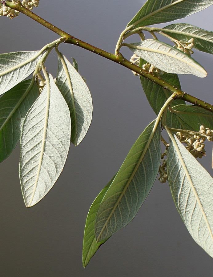 Изображение особи Cotoneaster salicifolius var. henryanus.